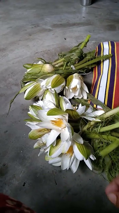 Download lagu Sapala 😋😋😋