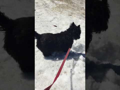 Pupper Snow Digging - Pupper Snow Digging