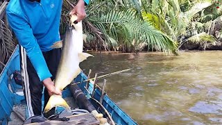 Fishing in shallow water, unexpectedly a big Patin fish strike 😱