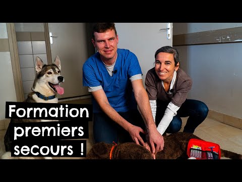 Vidéo: Premiers Secours Naturels Pour Chiens Et Chats - Comment Construire Une Trousse De Premiers Soins Naturelle Pour Animaux De Compagnie