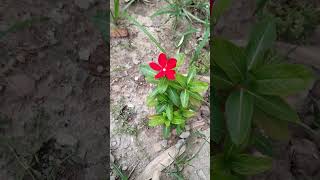 Tu haa to kya chayea.⚘️???. nature beautiful flowers viral shorts