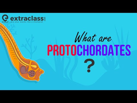 Video: Apakah amphioxus termasuk vertebrata?