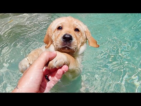 Teaching Labrador Puppies How To Swim!