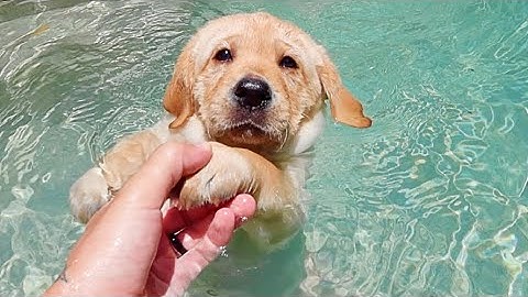 Teaching Labrador Puppies How To Swim!