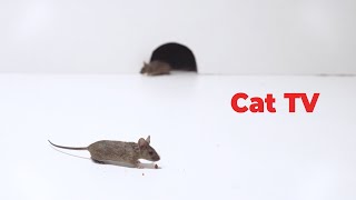 Cat Tv  Mice Videos for Cats to Enjoy  Entertainment Video for Cats
