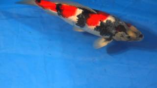 Koi Logic - Ogata Showa 47cm Ref: KL2014-090