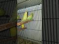 Australian Parrots | الببغاوات الاسترالية | آسٹریلین طوطے | Papagaios Australianos | @SSSBirdsAviary