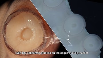 Inventions We Borrow from Nature