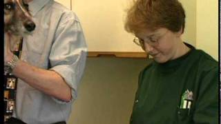 good clinical veterinary practice