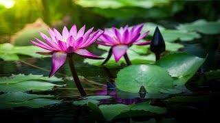Beautiful Chinese Music - Lotus Blossoms