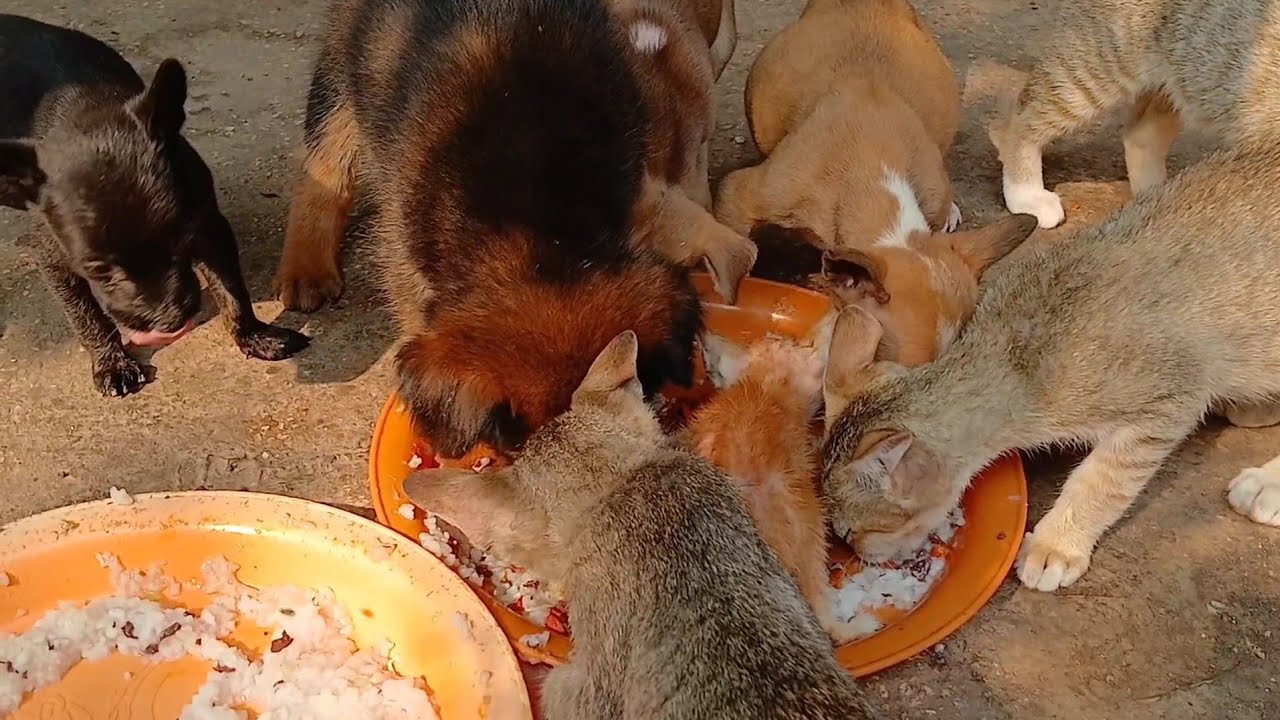 The little kitten ate in the middle of the plate | BOBO Official