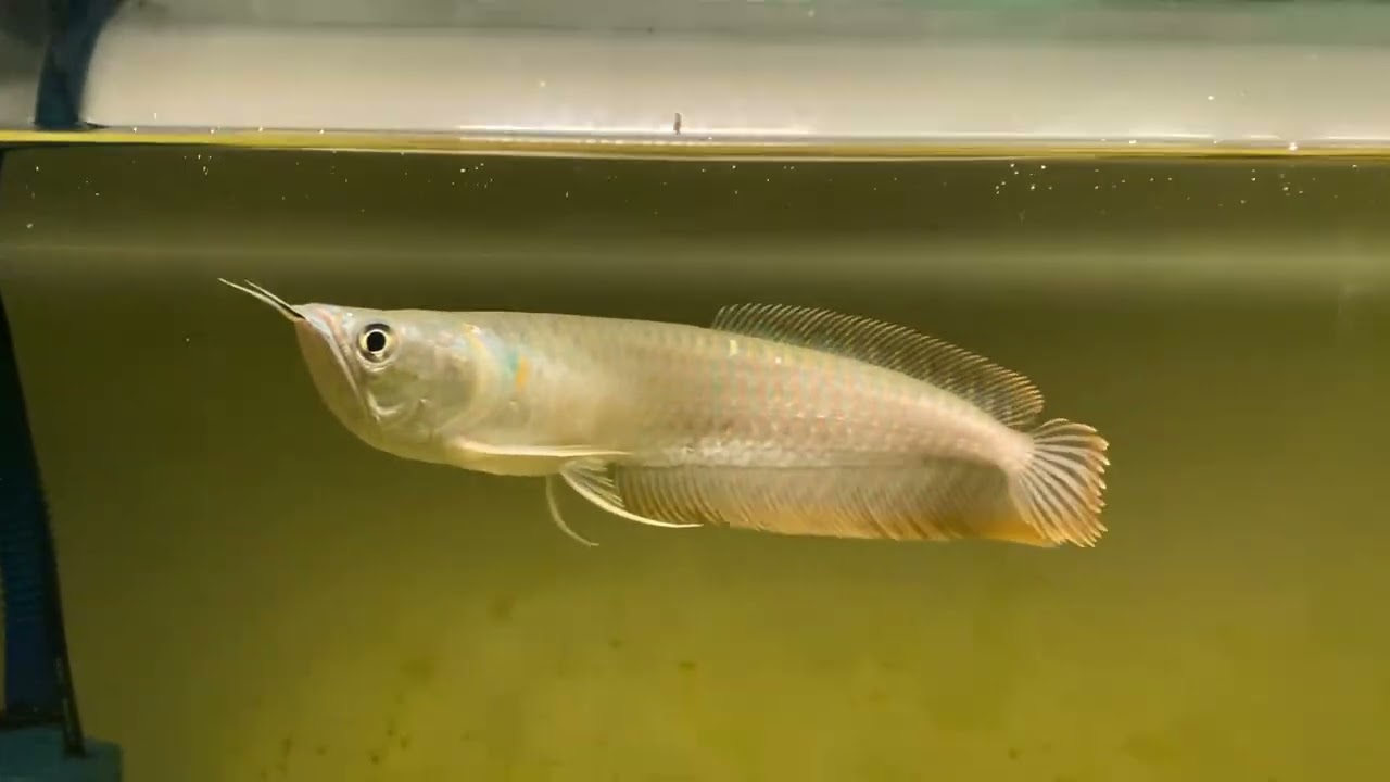 HÀNH TRÌNH NUÔI CÁ NGÂN LONG P1 (SIZE 20CM) 
