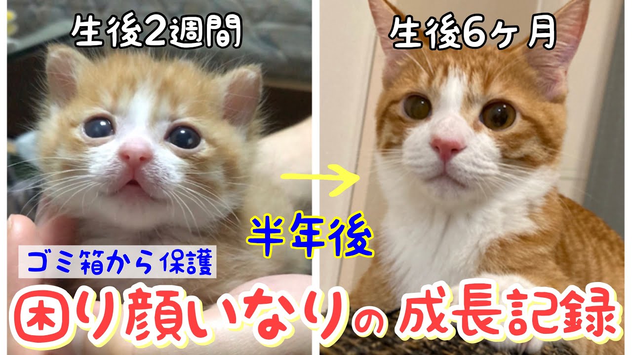 ゴミ箱から保護 子猫いなり 6ヶ月間の成長まとめ 祝 半年 音楽と一緒に見てにゃ Youtube