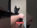 Little Purr machine thinks he’s tough but really just wants cuddles.
