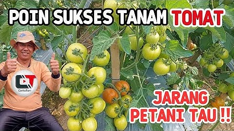 POIN SUKSES TANAM TOMAT‼️JARANG PETANI TAU ‼️TOMAT COMODOR ANDALAN PETANI