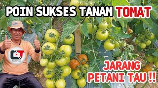 SUCCESS POINTS FOR TOMATO PLANTING!! RARELY KNOWN BY FARMERS!! COMODOR TOMATO,THE FARMERS' MAIN STAY