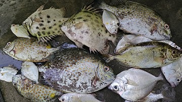 2025 #T.02 - Chia sẻ cách câu cá dìa bằng mồi rong và lưỡi thẻo - Tiết kiệm & Hiệu quả