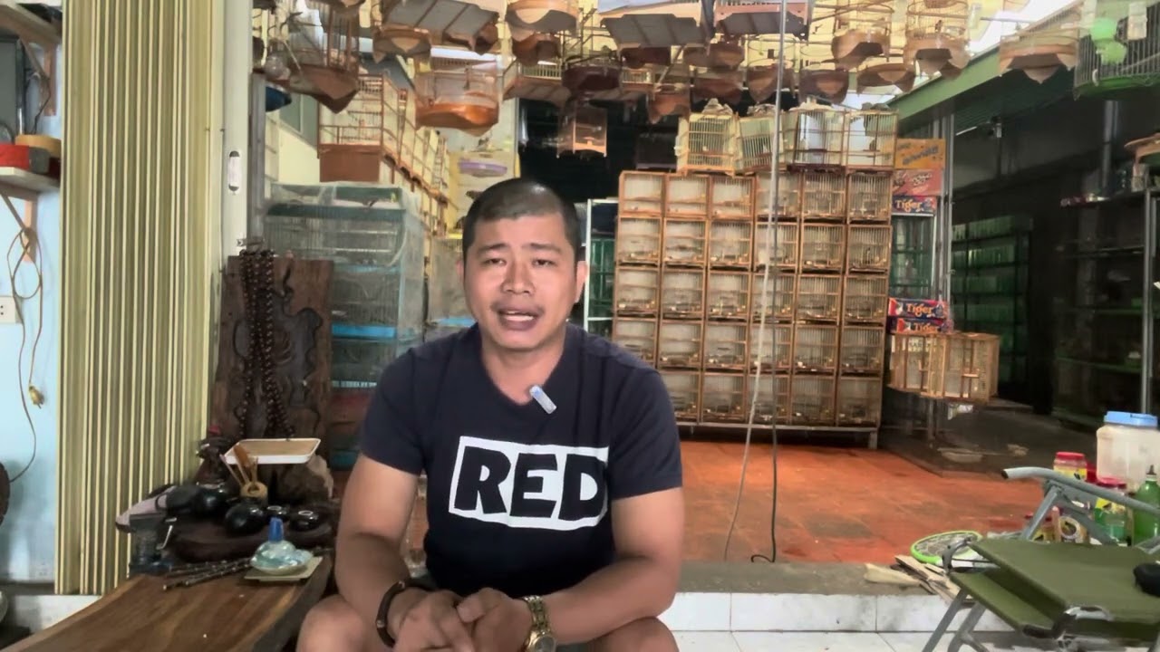 Chào mào cắn cánh phá đuôi nguyên nhân và cách khắc phục mới nhất