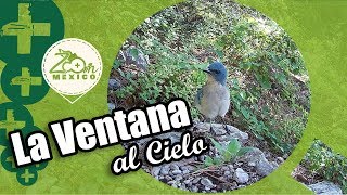 La Ventana - Parque Ecológico Chipinque - Zoom México