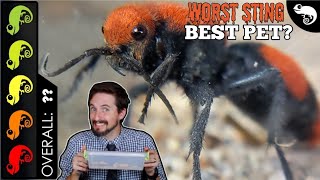 Velvet Ant, The Best Pet Invertebrate? screenshot 3