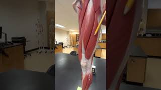 Anatomy & Physiology Lab: Hip & Upper Leg muscles