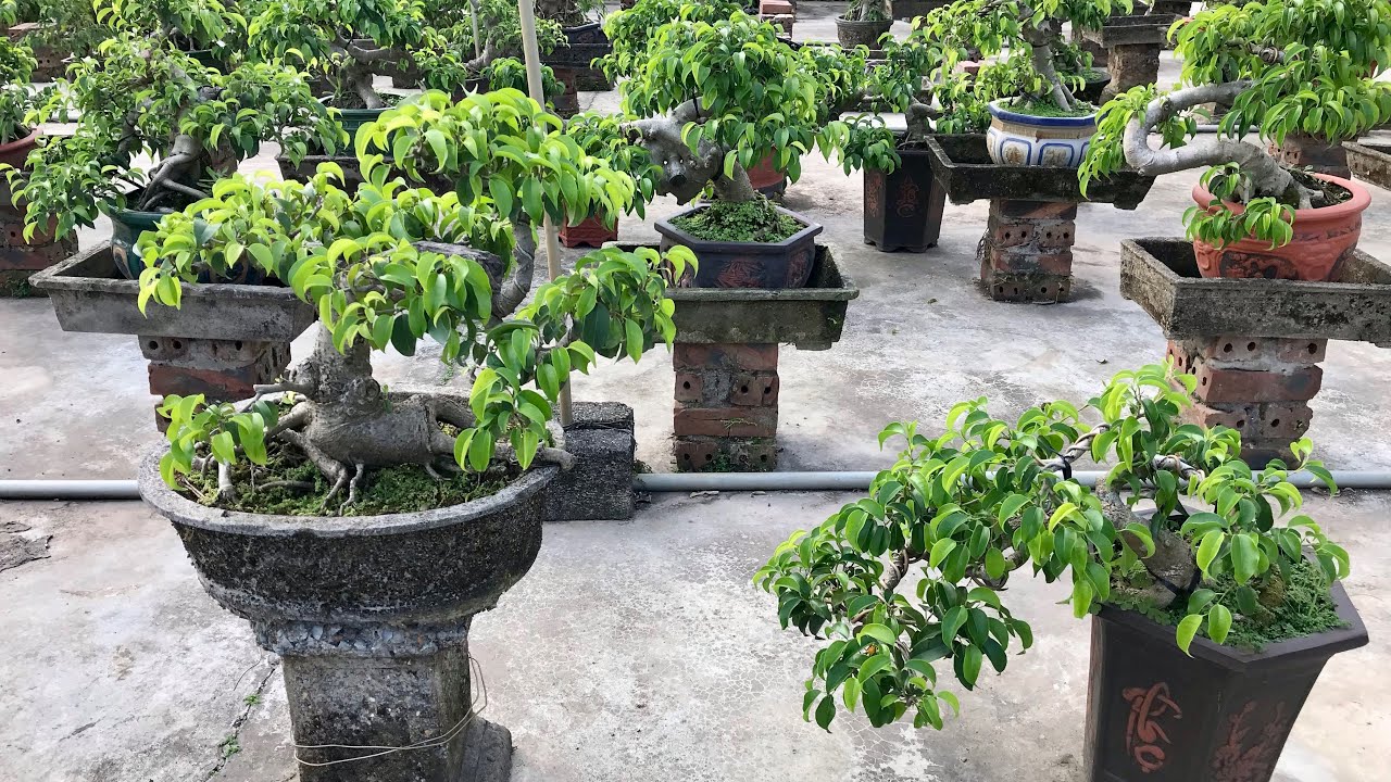 Báo giá sanh nam điền nhà vườn sản xuất 27/12_0825780998