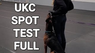 UKC SPOT TEST full Chinese red dog 8 months