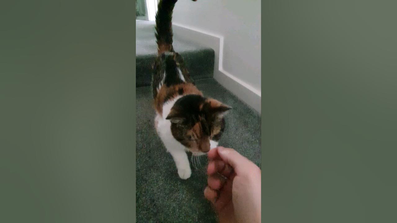 23-year-old-cat-always-looking-for-dad-youtube