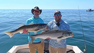 Striped Bass Schools on the Beach