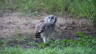 Ranger Insights | Verreaux's Eagle Owls