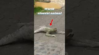 SLOTH - WORLD SLOWEST ANIMAL