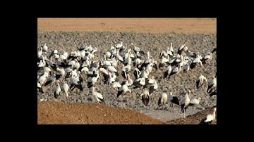 White Storks and Honey Buzzards migration on their way to Africa