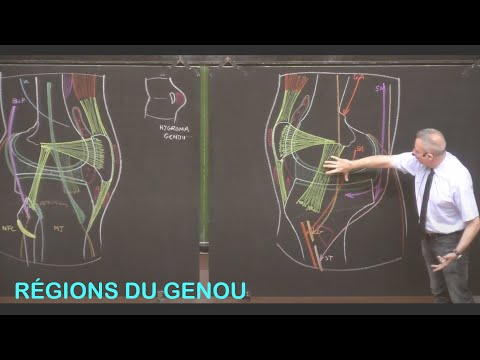 Vidéo: Anatomie, Fonction Et Diagramme Du Ligament Poplité Arcuate - Cartes Corporelles