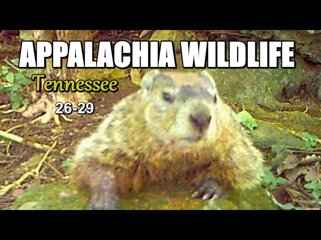 Wildlife Adaptation to Extreme Heat