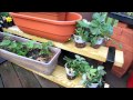 Planting Strawberries in Containers: Transplants, Bare Crowns/Roots,  Fertilizing, Baking Soda Spray