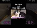 【保護猫】「闘病生活の中 たった半月だけ 家猫になった猫」【元野良猫】 【元捨て猫】 #猫 #cat #保護猫活動 #地域猫活動 #保護猫
