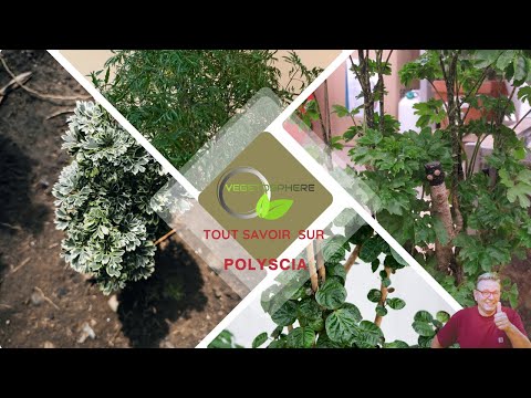 Polyscia, une plante