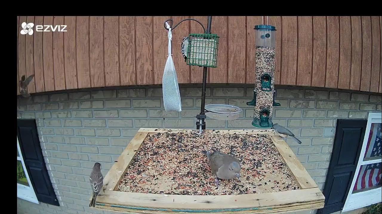 NE Tennessee Bird Feeder LIVE cam!!! YouTube