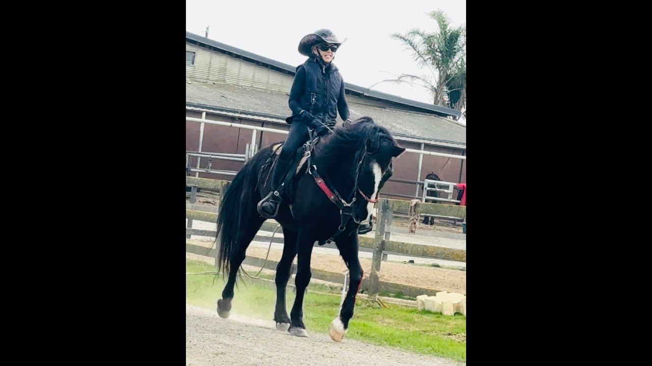 Продается теннессийская прогулочная лошадь - без подков - Маленький Тим - тренировка для лошадей ...