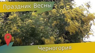 Как цветет мимоза: желтые весенние цветы в Черногории зимой