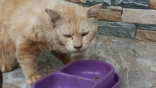 An unknown cat comes asking for food by Cats Feed Journey 328 views 2 weeks ago 3 minutes, 11 seconds