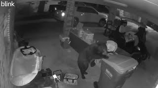 Bear steals trash container from home in Alabama