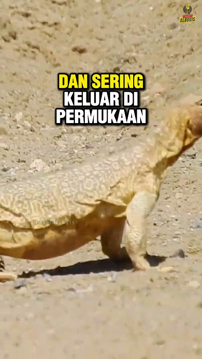 Baduy Arabs Hunting Kadrun in the Desert 😱 #kadrun #kadalgurun #sandyland #islamictrails