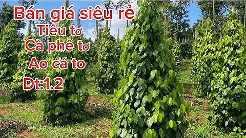 Cần tiền lắm bán rẻ lô đất cà phê tơ tiêu tơ có ao cá to ao riêng nước tưới tẹt ga dt:1.2ha giá rẻ