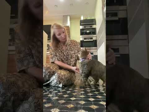 Приручила лесного кота.. назвала Барсик #барсик #дикийкот #котикивидео #cat