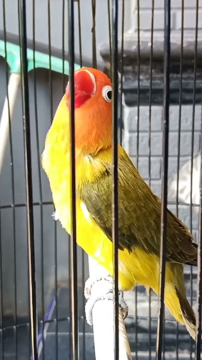 lovebird isian kapas tembak #kicaumania #masteranburung #kapastembakgacor #lovebirdkonslet