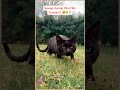 Kucingmu Tiba-Tiba Zoomies?! 😭🐱💨