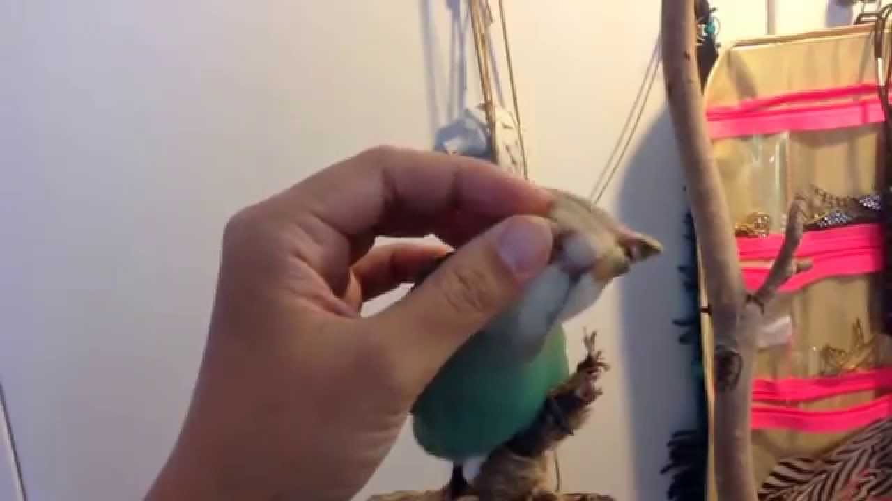 The longest baby bird yawn ever YouTube