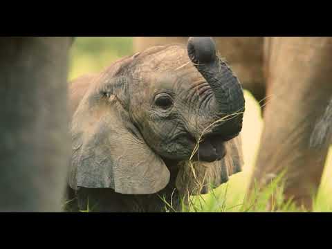 Three Months Of Baby Mwana Sheldrick Trust