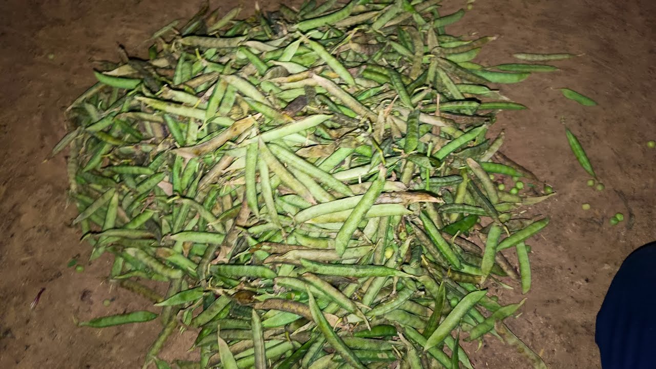 To guys Aaj apan ko matar 🫛🫛 mein ghata lag Gaya do teen kilo ka